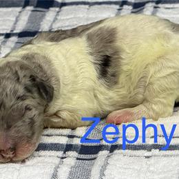 Zephyrus - Parti male Poodle puppy in Chesapeake, Virginia from Doodle-Cove
