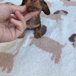 Chocolate and tan shorthair female - Chocolate and tan female Dachshund puppy in California from Sweetheart Labradors & Mini Dachshunds