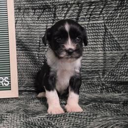 Espresso - Black and white male Tibetan Terrier puppy in Lane County, Oregon from Zara Tibetan Terriers