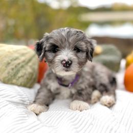 Pumpkin - Orange Collar - Merle male Bernedoodle puppy in Highland, Utah from Angel Pups Deluxe