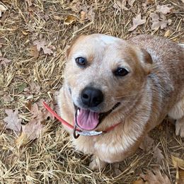 Brandy - Australian Cattle Dog