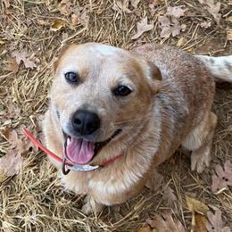 Brandy - Australian Cattle Dog