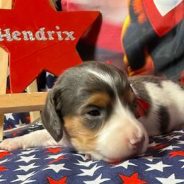 Holden - Blue and tan male Dachshund puppy in Somerset, Pennsylvania from Rae’s Dapper Dachshunds