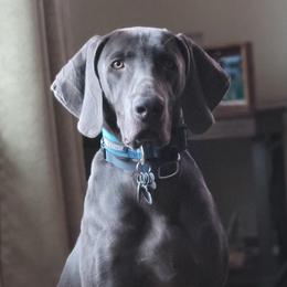 Dante - Weimaraner