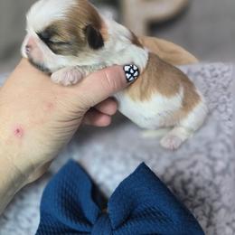 Arrow - Brindle and white male Shih Tzu puppy in Hartville, Missouri from Petty Paws