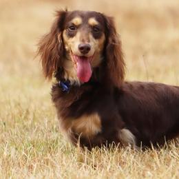 Pretzel - Dachshund