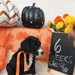 Pink - Black and white female Sheepadoodle puppy in Whittier, California from HOUSE OF DOODLES