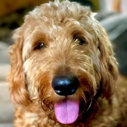 Fin - Goldendoodle
