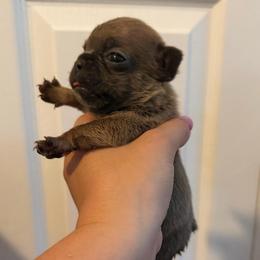 Blue fawn girl 1 - Blue fawn female French Bulldog puppy in Pennsylvania from R & C French Bulldogs