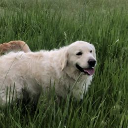 Golden Retriever Puppies from Brightside Goldens