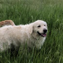 Golden Retriever Puppies from Brightside Goldens