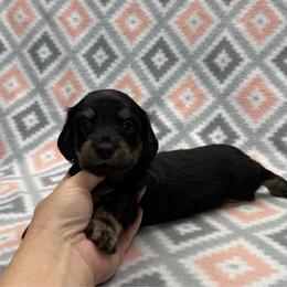 Boy 1 - Black and tan male Dachshund puppy in Hoover, Alabama from Tide Town Doxies