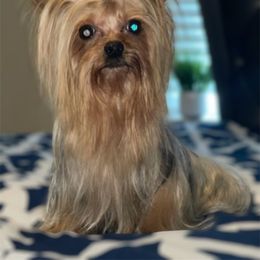 Megabuck2.0 - Yorkshire Terrier