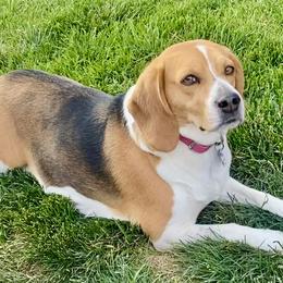 Beagles from Brittney Knackstedt