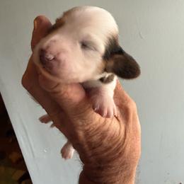 Girl 1 - Piebald female Dachshund puppy in Paisley, Florida from Pantheon Dachshunds