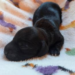 Boy 2 - Black male Dachshund puppy in Rutherfordton, North Carolina from Ziva's Friends