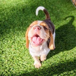 Girl 2- Coco - Brown white and tan female Beagle puppy in Bell, Florida from Pridgeon Kennels