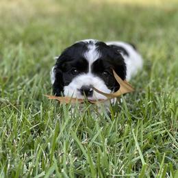 Skooter - Black and white Cocker Spaniel puppy in Columbia, South Carolina from Monticello Cocker Spaniels