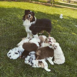 Australian Shepherd Puppies from Whiteley Way Australian Shepherds
