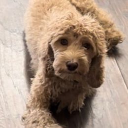 Bunny - Cockapoo