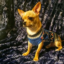 Gabe- 2,400 - Fawn male Chihuahua puppy in Joliet, Illinois from Chihuahua and frenchie favs