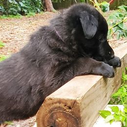German Shepherd Puppies from Saint Pete Sheps