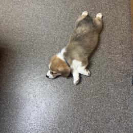 Barney - Red male Pembroke Welsh Corgi puppy in Snellville, Georgia from Laur's Classic Corgis