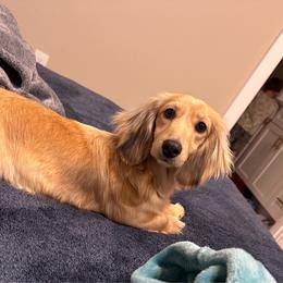 Dreamer - Dachshund