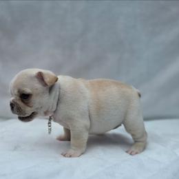 Pink girl - Cream female French Bulldog puppy in Polk City, Florida from Best Friend Frenchies, LLC