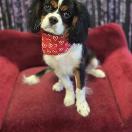 Cavalier King Charles Spaniel All Grown Up from Whispering Pines Cavaliers