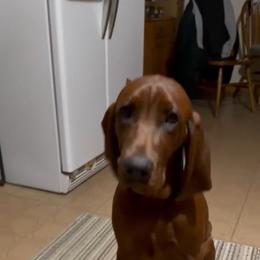 Redbone Coonhound All Grown Up from Redbone Ranch