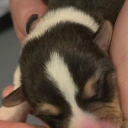 Puppy 5 - Black and tan female Pembroke Welsh Corgi puppy in Buffalo, Wyoming from Diamond K Corgis