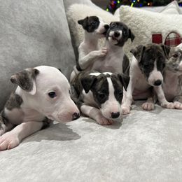 Whippet Puppies from Rainbow Whippets