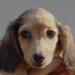 REMi - Cream female Dachshund puppy in Azle, Texas from American Dachshunds