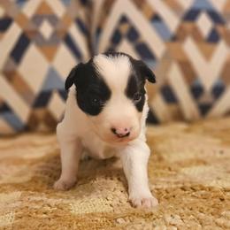 Rue - Black and white female Border Collie puppy in Dewey, Arizona from Fásach Stockdogs