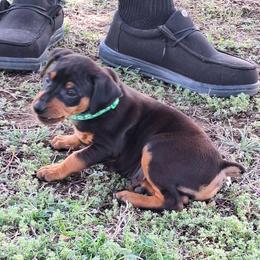 Bo - Black and rust male Miniature Pinscher puppy in Grove, Oklahoma from K&J's Min Pins Of Grand Lake