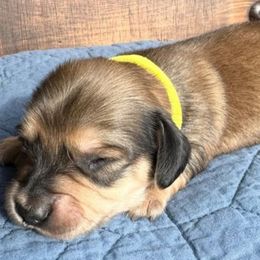 COOKIE - Cream female Dachshund puppy in Paradise, Texas from C and J Minis