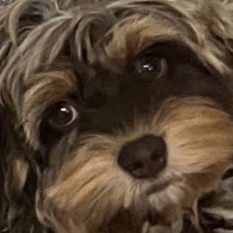 Bernedoodles, Cockapoos, and Goldendoodles from Tera Caldwell
