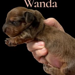 Wanda - Dapple female Dachshund puppy in Franklinton, North Carolina from Wildwynn Dachshunds