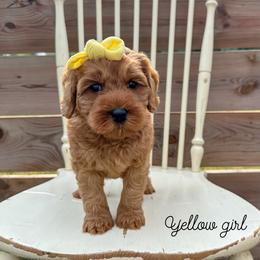 Yellow girl - Apricot female Australian Labradoodle puppy in Chelsea, Michigan from Michigan Labradoodles