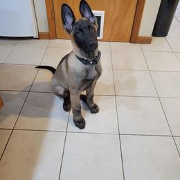 German Shepherd Puppies from Scenic City Shepherds