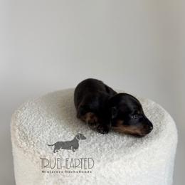 Quorra - Black and tan female Dachshund puppy in Royse City, Texas from Truehearted Miniature Dachshunds