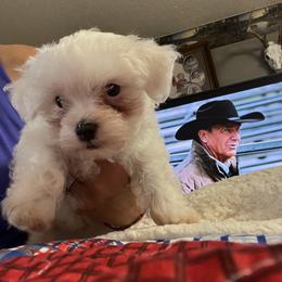 Maltese puppies from Roberts Kennels