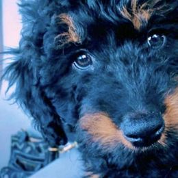 Black Jack - Aussiedoodle puppy in Stevensville, Montana from The Highland Shepherds & Doodles