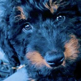 Black Jack - Aussiedoodle puppy in Stevensville, Montana from The Highland Shepherds & Doodles
