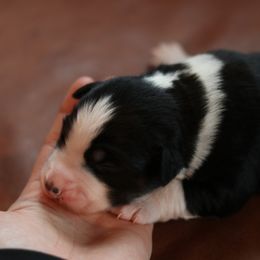 Boy 1 - male Australian Shepherd puppy in Noxon, Montana from MITIN Aussies AKC Standard Australian Shepherds