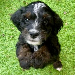 Boy 4 - Tri-color male Bernedoodle puppy in Royse City, Texas from Platinum Bernedoodles of Texas