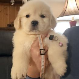 Pink Stripe Collar Girl - Golden female Golden Retriever puppy in Garrison, Montana from Mattiaci Goldens