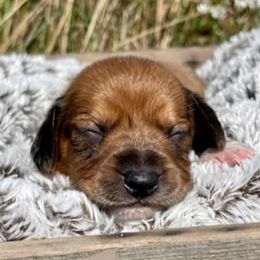 Dachshunds from Wispy Willow