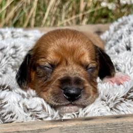 Dachshunds from Wispy Willow